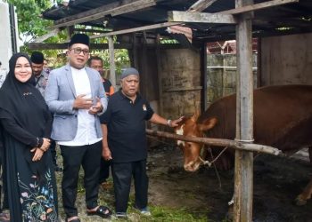 20 Ekor Sapi Kurban Disalurkan Pemkab Kubu Raya, 5 Ekor Dari Bupati Sujiwo Secara Pribadi