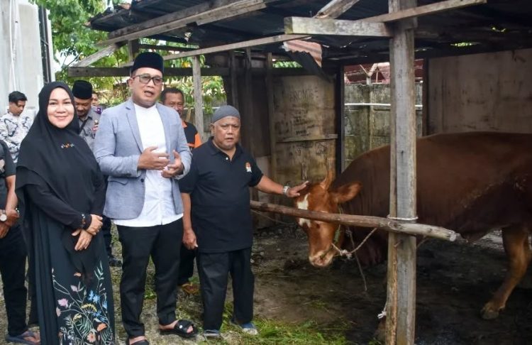 20 Ekor Sapi Kurban Disalurkan Pemkab Kubu Raya, 5 Ekor Dari Bupati Sujiwo Secara Pribadi