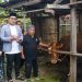 20 Ekor Sapi Kurban Disalurkan Pemkab Kubu Raya, 5 Ekor Dari Bupati Sujiwo Secara Pribadi