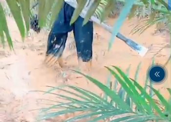 Diduga Limbah Bouksit PT. MPN Penyebab Rusaknya Kebun Sawit Masyarakat