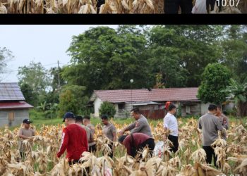 Kapolres Melawi Pimpin Panen Jagung di Lahan Polres, Meski Hujan Gerimis Tetap Penuh Kebersamaan