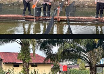 Kapolres Melawi Tabur 3000 Benih Ikan di Polsek Nanga Pinoh